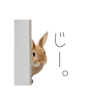 うさぎのだんごとおぐり。（個別スタンプ：32）