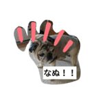 津軽弁犬（個別スタンプ：2）