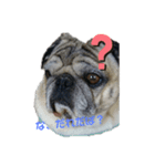 津軽弁犬（個別スタンプ：6）