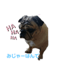 津軽弁犬（個別スタンプ：8）