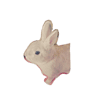 うさぎさん（ここれ、みかん）（個別スタンプ：1）