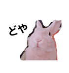 うさぎさん（ここれ、みかん）（個別スタンプ：2）