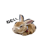 うさぎさん（ここれ、みかん）（個別スタンプ：6）
