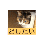 愛猫達のスタンプ‼️（個別スタンプ：5）