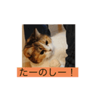 愛猫達のスタンプ‼️（個別スタンプ：11）