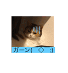 愛猫達のスタンプ‼️（個別スタンプ：14）