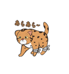 ベンガルヤマネコ-ちゃん！（個別スタンプ：1）