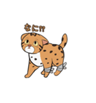 ベンガルヤマネコ-ちゃん！（個別スタンプ：3）