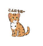 ベンガルヤマネコ-ちゃん！（個別スタンプ：6）