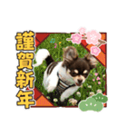 元気な？！チワワのくぅw（個別スタンプ：11）