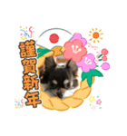 元気な？！チワワのくぅw（個別スタンプ：12）