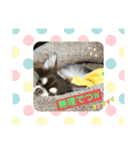 元気な？！チワワのくぅw（個別スタンプ：14）