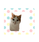 つつみん'sニャンズ（個別スタンプ：2）