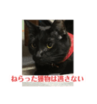つつみん'sニャンズ（個別スタンプ：6）