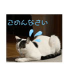 つつみん'sニャンズ（個別スタンプ：8）