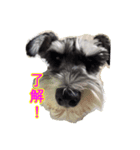 愛犬はなちゃんのん（個別スタンプ：1）