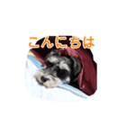 愛犬はなちゃんのん（個別スタンプ：2）