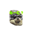 愛犬はなちゃんのん（個別スタンプ：3）
