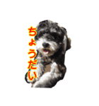 愛犬はなちゃんのん（個別スタンプ：5）