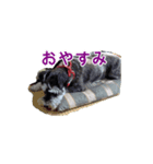 愛犬はなちゃんのん（個別スタンプ：6）