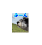 愛犬はなちゃんのん（個別スタンプ：7）
