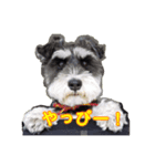 愛犬はなちゃんのん（個別スタンプ：8）