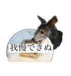リタのぬ（個別スタンプ：1）