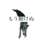 リタのぬ（個別スタンプ：2）