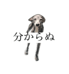 リタのぬ（個別スタンプ：4）