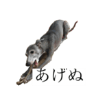 リタのぬ（個別スタンプ：6）