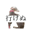 リタのぬ（個別スタンプ：10）