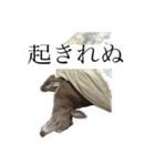リタのぬ（個別スタンプ：12）