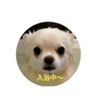 チワワ milk1（個別スタンプ：1）