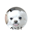 チワワ milk1（個別スタンプ：2）