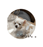 チワワ milk1（個別スタンプ：3）