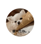 チワワ milk1（個別スタンプ：4）