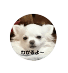 チワワ milk1（個別スタンプ：5）