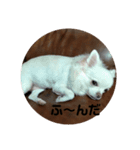 チワワ milk1（個別スタンプ：7）