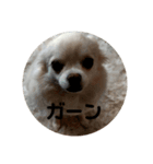 チワワ milk1（個別スタンプ：8）