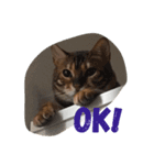 Rei the cat（個別スタンプ：3）