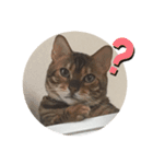 Rei the cat（個別スタンプ：4）