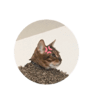 Rei the cat（個別スタンプ：5）