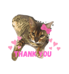 Rei the cat（個別スタンプ：7）