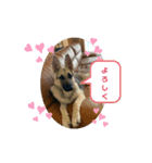 ダン＆ロック（個別スタンプ：6）