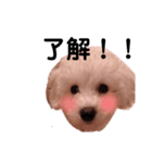 ビショプーもち子さん（個別スタンプ：4）