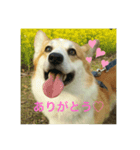 コーギー(コメント付きあるよ！)（個別スタンプ：1）