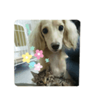 コーギー(コメント付きあるよ！)（個別スタンプ：4）