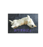 コーギー(コメント付きあるよ！)（個別スタンプ：5）