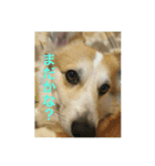 コーギー(コメント付きあるよ！)（個別スタンプ：6）