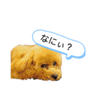 愛犬 ことちゃん（個別スタンプ：2）